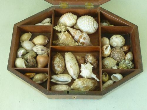 REGENCY SEA SHELL DISPLAY BOX VALENTINE INLAID ROSEWOOD ANTIQUE - ADDITIONAL PHOTO 1