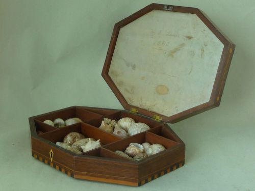 REGENCY SEA SHELL DISPLAY BOX VALENTINE INLAID ROSEWOOD ANTIQUE - ADDITIONAL PHOTO 4