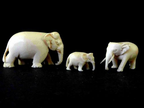 three anglo indian carved ivory elephants miniature victorian - CATEGORY: ANTIQUE MISCELLANEOUS - DATED 1890