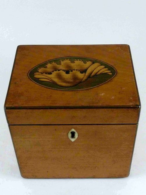 GEORGIAN CONCH SHELL INLAID SATINWOOD TEA CADDY BOX ENGLISH - ADDITIONAL PHOTO 2