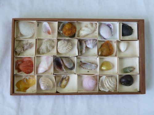 REGENCY SEA SHELL COLLECTION DISPLAY BOOK BOX BURR YEW WOOD VALENTINE - ADDITIONAL PHOTO 2
