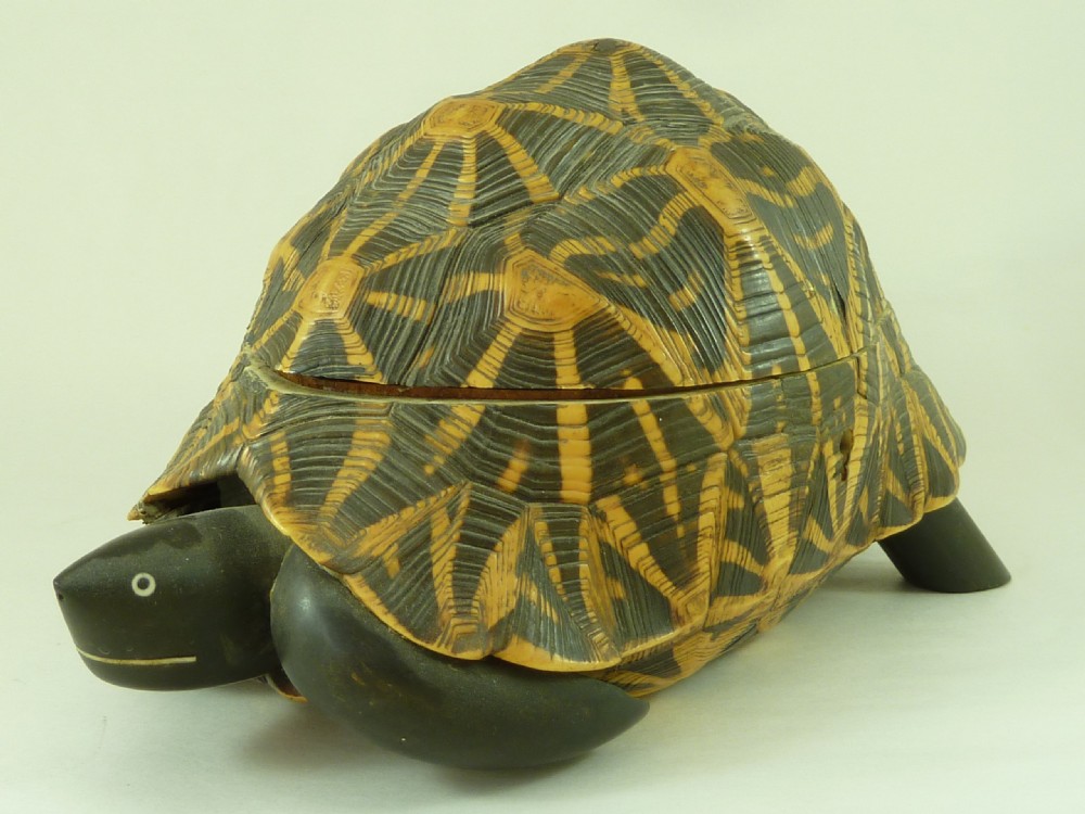 Anglo Indian Star Tortoise Box Inlaid Ebony Trinket Jewellery Taxidermy View III