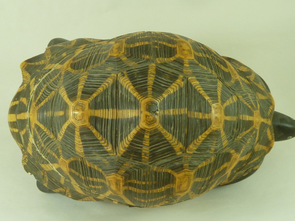 Anglo Indian Star Tortoise Box Inlaid Ebony Trinket Jewellery Taxidermy View VII
