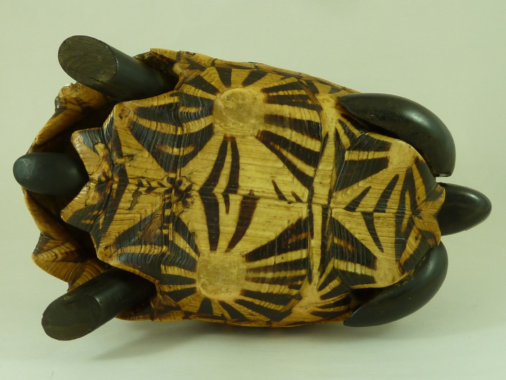 Anglo Indian Star Tortoise Box Inlaid Ebony Trinket Jewellery Taxidermy View VIII