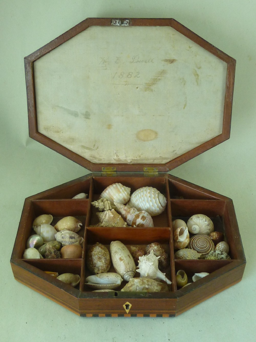 Regency Sea Shell Display Box Valentine Inlaid Rosewood Antique