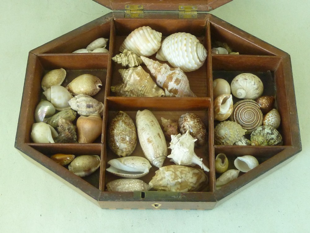 Regency Sea Shell Display Box Valentine Inlaid Rosewood Antique View II