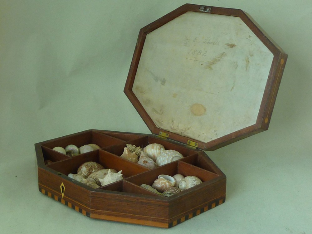 Regency Sea Shell Display Box Valentine Inlaid Rosewood Antique View V