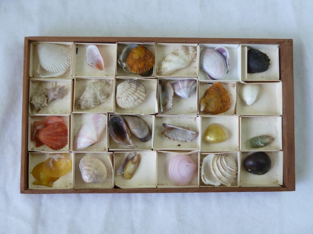 Regency Sea Shell Collection Display Book Box Burr Yew Wood Valentine View III