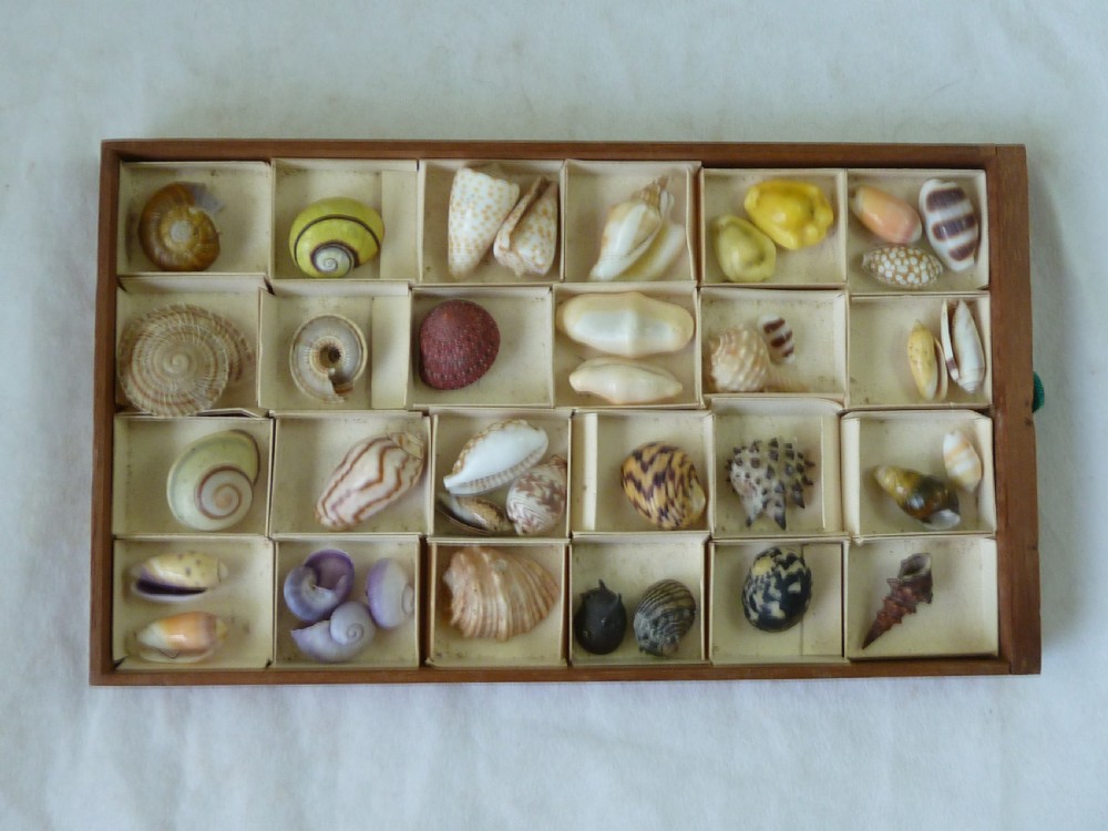 Regency Sea Shell Collection Display Book Box Burr Yew Wood Valentine View IV