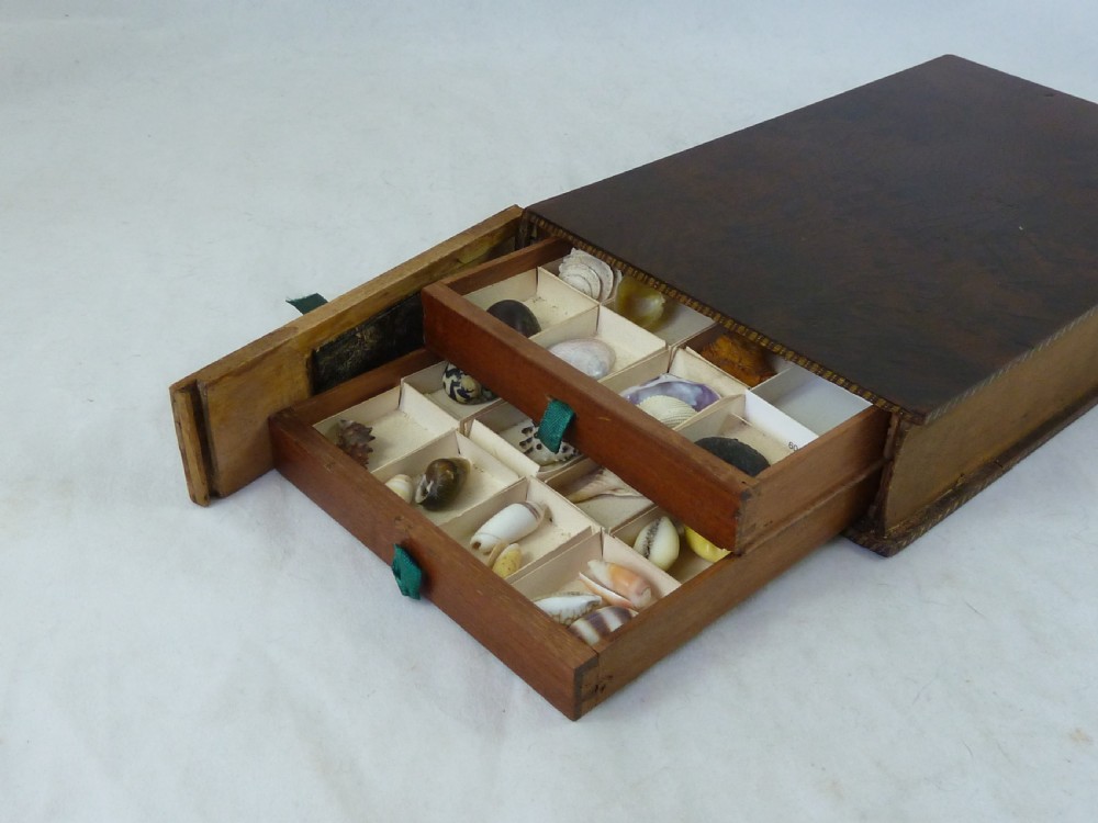 Regency Sea Shell Collection Display Book Box Burr Yew Wood Valentine View XI