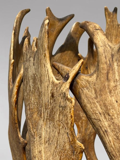 19TH CENTURY ANTLER COAT STAND BY J PARKER OF WOODSTOCK C1850 - ADDITIONAL PHOTO 9