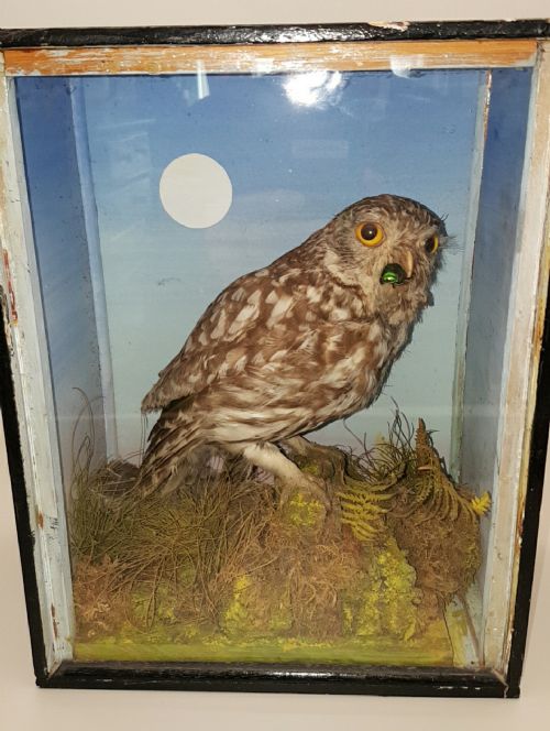 superb antique taxidermy little owl in wood glass display box - CATEGORY: ANTIQUE MISCELLANEOUS - DATED 19TH CENTURY