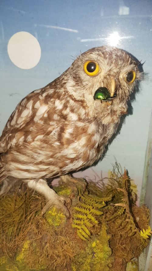 SUPERB ANTIQUE TAXIDERMY LITTLE OWL IN WOOD GLASS DISPLAY BOX - ADDITIONAL PHOTO 1
