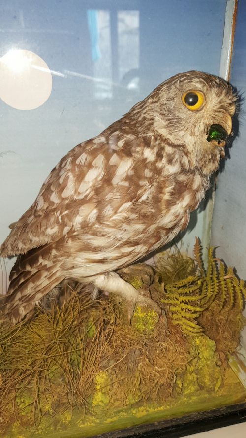 SUPERB ANTIQUE TAXIDERMY LITTLE OWL IN WOOD GLASS DISPLAY BOX - ADDITIONAL PHOTO 2
