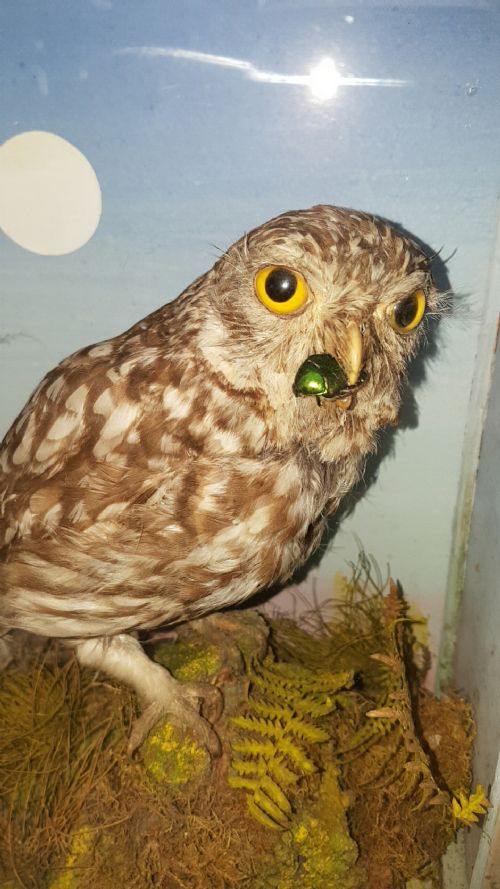 SUPERB ANTIQUE TAXIDERMY LITTLE OWL IN WOOD GLASS DISPLAY BOX - ADDITIONAL PHOTO 3