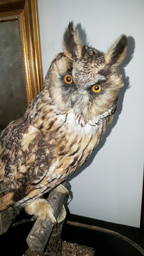 beautiful victorian taxidermy longeared owl in glass display dome - CATEGORY: ANTIQUE MISCELLANEOUS - DATED 19TH CENTURY