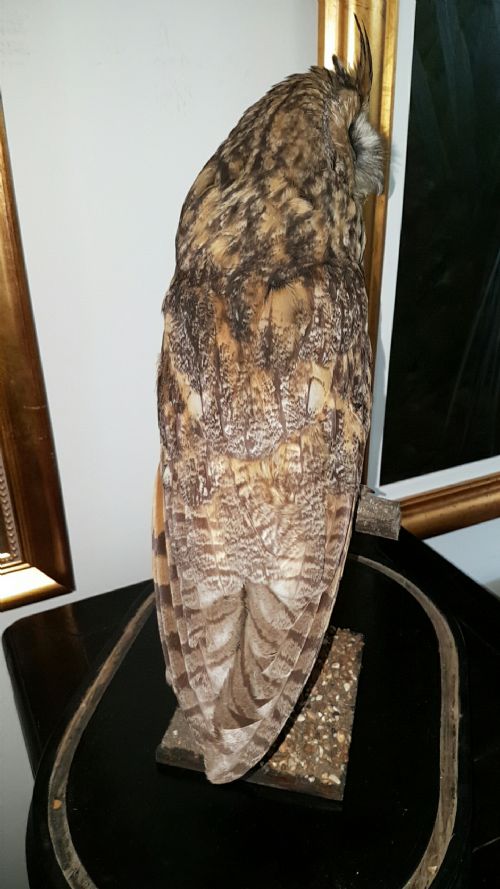 BEAUTIFUL VICTORIAN TAXIDERMY LONGEARED OWL IN GLASS DISPLAY DOME - ADDITIONAL PHOTO 1