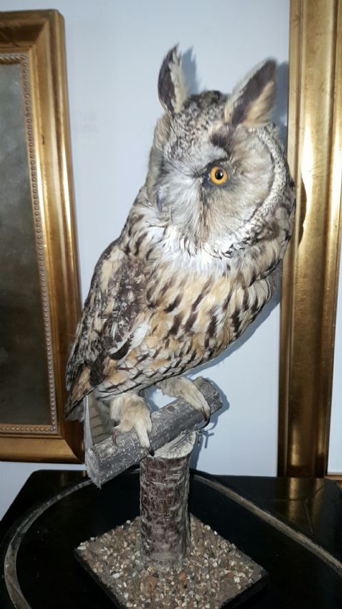 BEAUTIFUL VICTORIAN TAXIDERMY LONGEARED OWL IN GLASS DISPLAY DOME - ADDITIONAL PHOTO 2