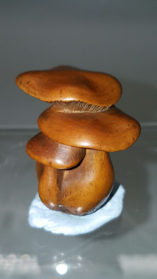 JAPANESE MEIJI 19THC BOXWOOD NETSUKE OF SHIMEJI MUSHROOMS SIGNED MASANAO - ADDITIONAL PHOTO 1