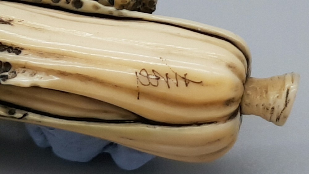 Superb Japanese ivory Meiji/Showa Netsuke of Bok Choi View VI
