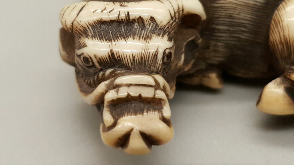 Very good Japanese Meiji ivory netsuke of an ox signed Tomotada View VI
