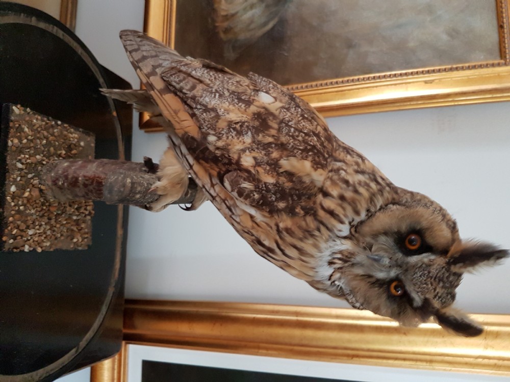 Beautiful Victorian Taxidermy Long-Eared Owl in Glass Display Dome View IV