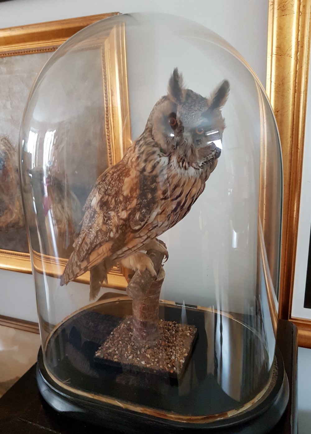 Beautiful Victorian Taxidermy Long-Eared Owl in Glass Display Dome View V