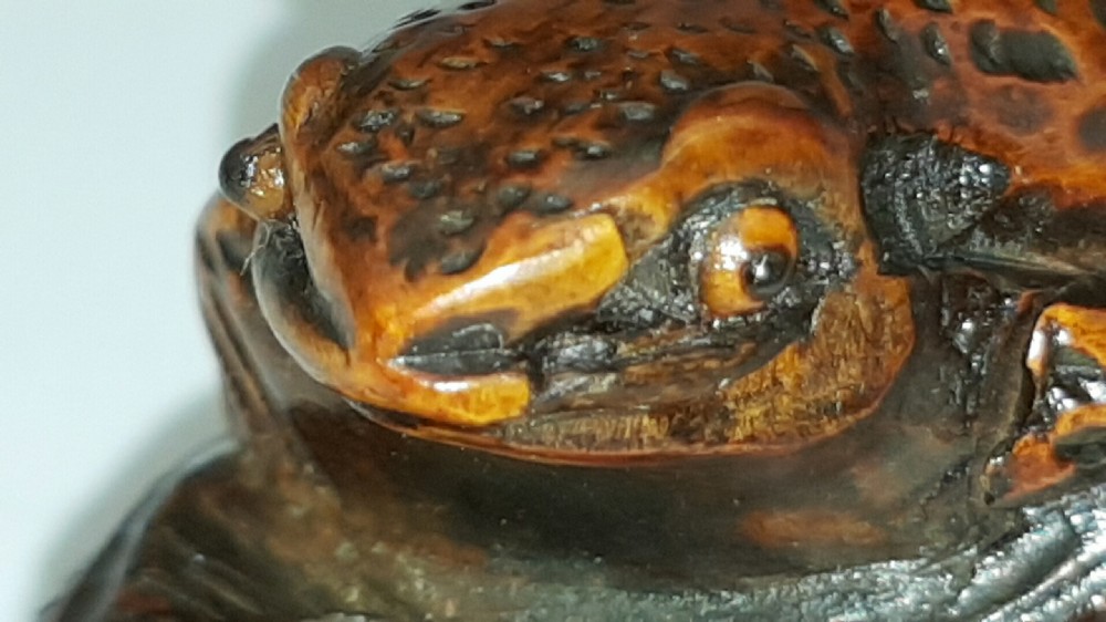 Delightful Japanese Meiji (late 19thC) boxwood frog netsuke signed Masanao View VII