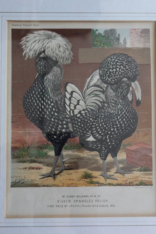 fig 2. A pair of matching framed antique chromolithographs depicting detailed crested chicken breeds, housed in black frames with gold trim and cream mounts.