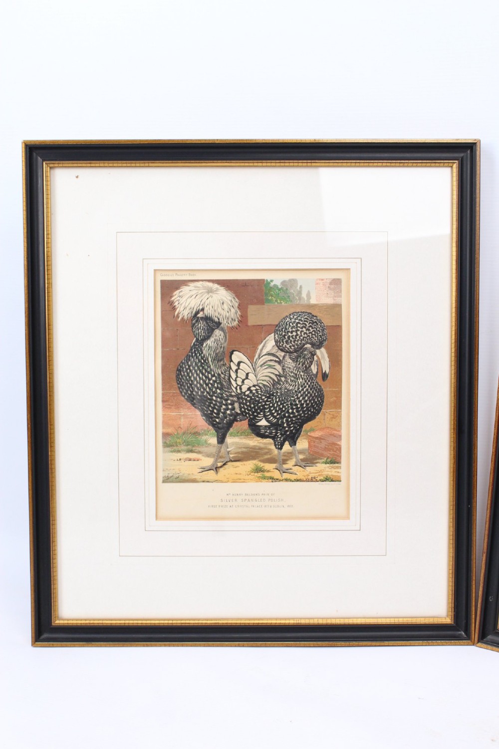 A pair of matching framed antique chromolithographs depicting detailed crested chicken breeds, housed in black frames with gold trim and cream mounts. View II