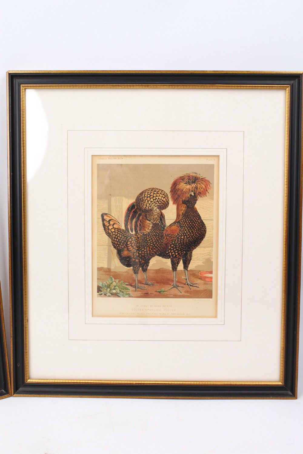A pair of matching framed antique chromolithographs depicting detailed crested chicken breeds, housed in black frames with gold trim and cream mounts. View IV
