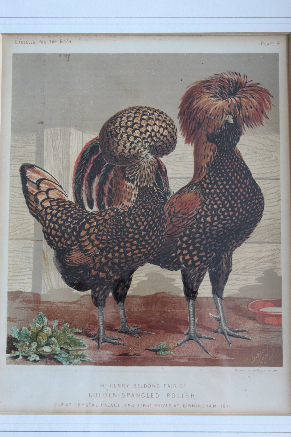 A pair of matching framed antique chromolithographs depicting detailed crested chicken breeds, housed in black frames with gold trim and cream mounts. View V