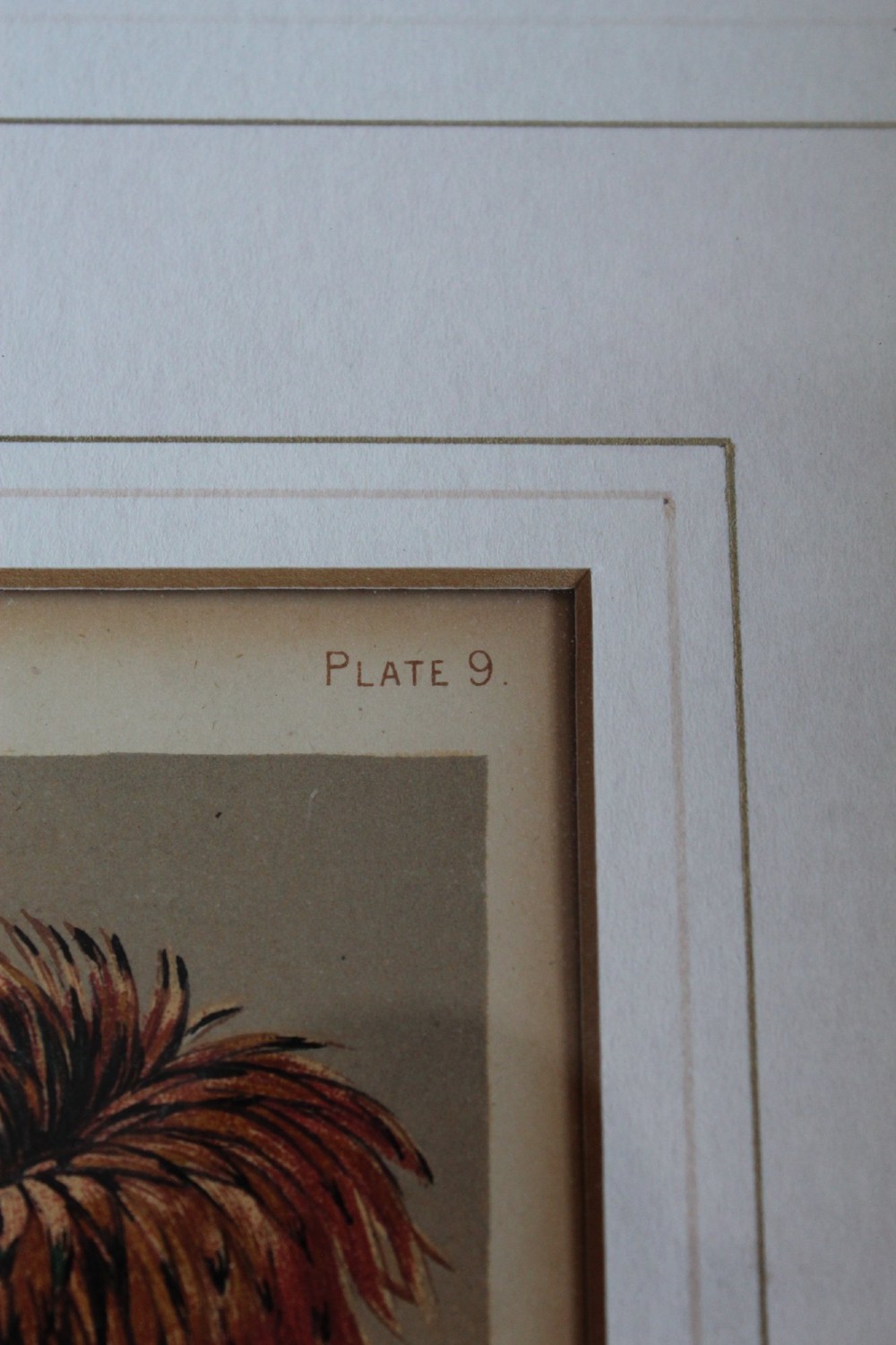 A pair of matching framed antique chromolithographs depicting detailed crested chicken breeds, housed in black frames with gold trim and cream mounts. View VI