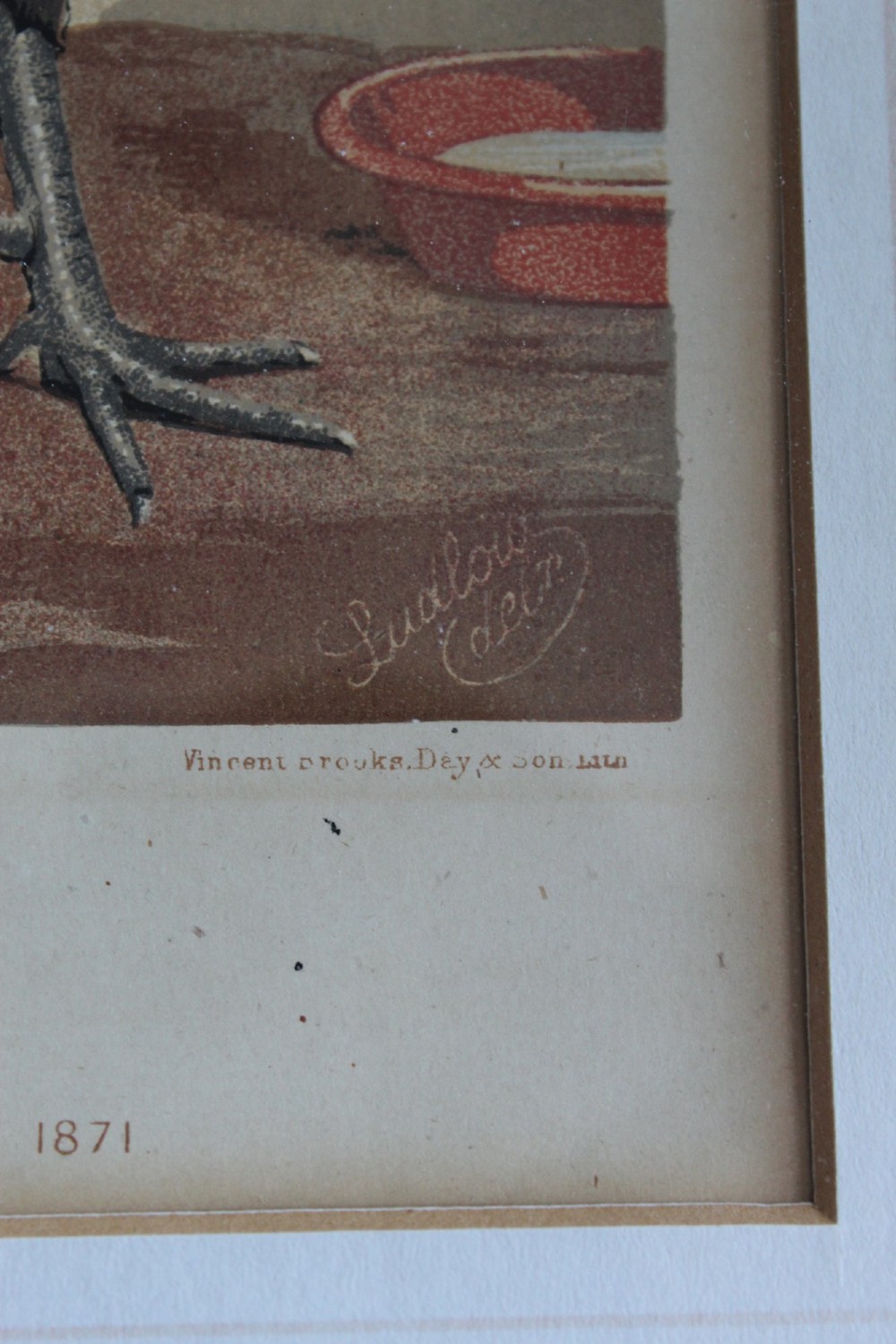 A pair of matching framed antique chromolithographs depicting detailed crested chicken breeds, housed in black frames with gold trim and cream mounts. View VII