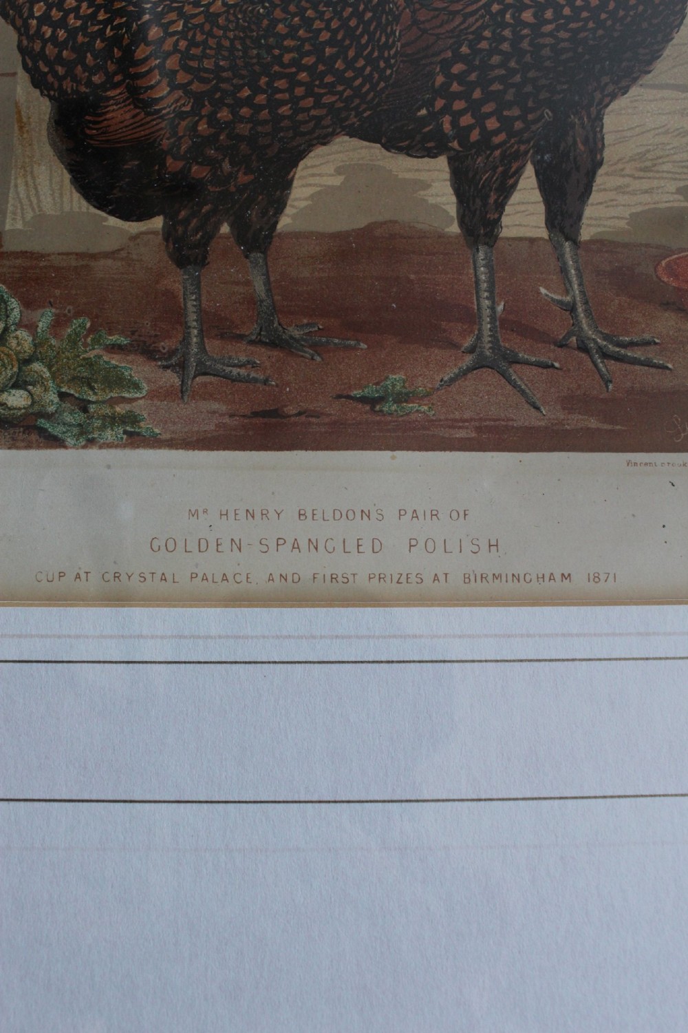 A pair of matching framed antique chromolithographs depicting detailed crested chicken breeds, housed in black frames with gold trim and cream mounts. View VIII