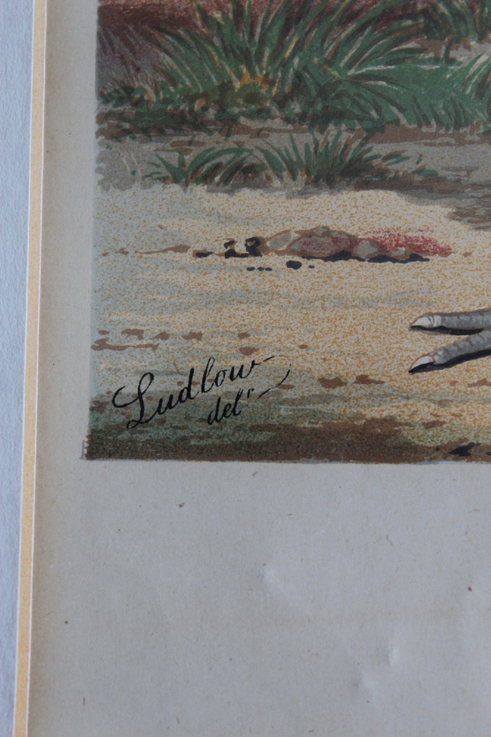 A pair of matching framed antique chromolithographs depicting detailed crested chicken breeds, housed in black frames with gold trim and cream mounts. View XI