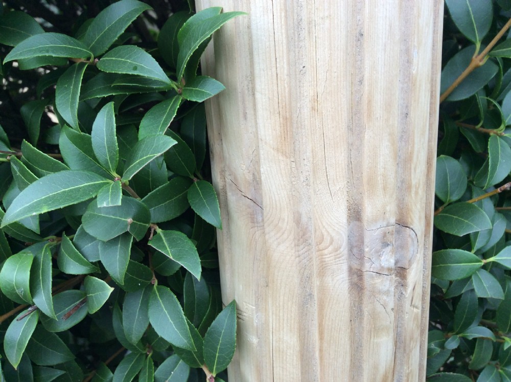 A pair of late 19thC pine pilasters View VII