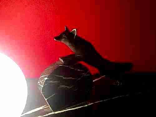 Iconic  Art Deco Fox Night Light Bronze and Marble