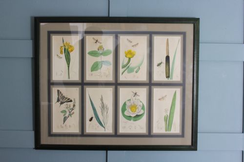 19th century botanicals with insects engraving - CATEGORY: ANTIQUE ART - DATED 1800