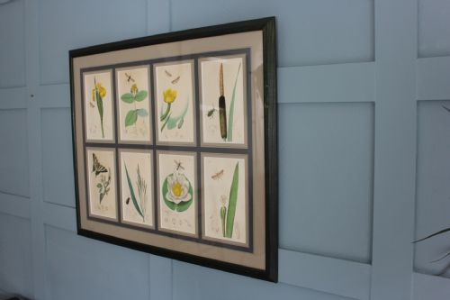 19TH CENTURY BOTANICALS WITH INSECTS ENGRAVING - ADDITIONAL PHOTO 2