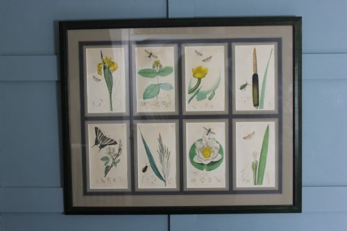 19TH CENTURY BOTANICALS WITH INSECTS ENGRAVING - ADDITIONAL PHOTO 6