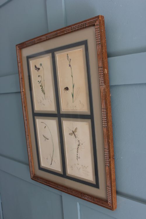 19TH CENTURY SET OF 4 ENGRAVINGS BOTANICALS WITH INSECTS AND PLANTS BY JOHN CURTIS - ADDITIONAL PHOTO 1