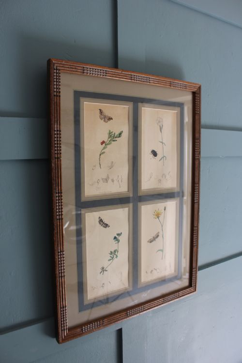 19TH CENTURY SET OF 4 ENGRAVINGS BOTANICALS WITH INSECTS AND PLANTS BY JOHN CURTIS - ADDITIONAL PHOTO 2