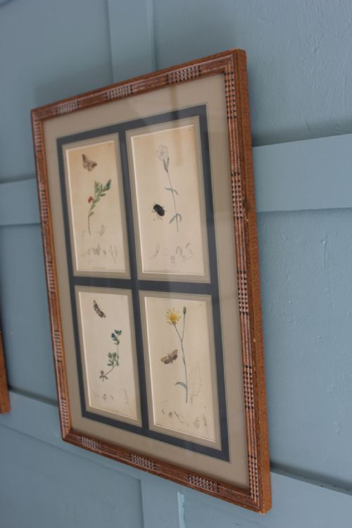 19TH CENTURY SET OF 4 ENGRAVINGS BOTANICALS WITH INSECTS AND PLANTS BY JOHN CURTIS - ADDITIONAL PHOTO 3