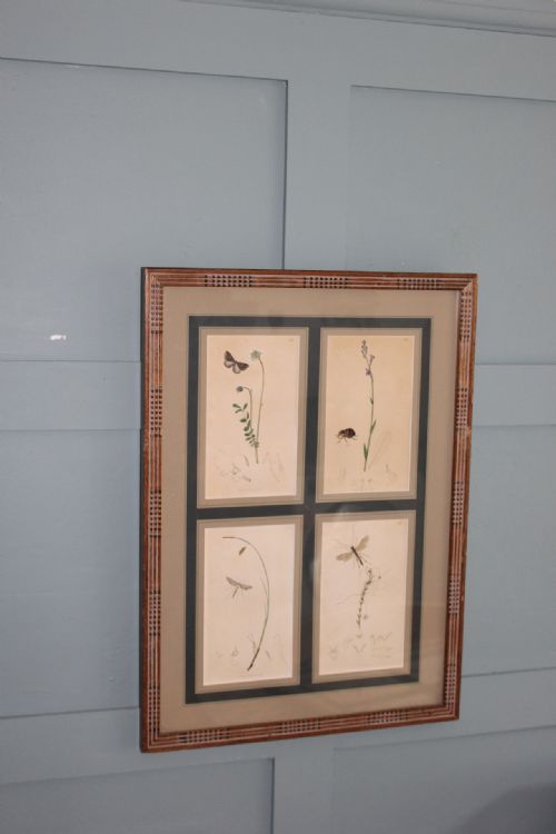 19TH CENTURY SET OF 4 ENGRAVINGS BOTANICALS WITH INSECTS AND PLANTS BY JOHN CURTIS - ADDITIONAL PHOTO 1