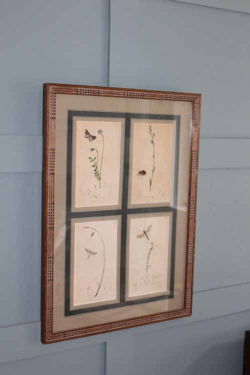 19TH CENTURY SET OF 4 ENGRAVINGS BOTANICALS WITH INSECTS AND PLANTS BY JOHN CURTIS - ADDITIONAL PHOTO 3