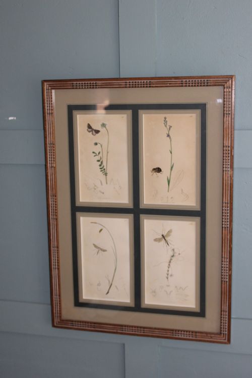 19TH CENTURY SET OF 4 ENGRAVINGS BOTANICALS WITH INSECTS AND PLANTS BY JOHN CURTIS - ADDITIONAL PHOTO 4