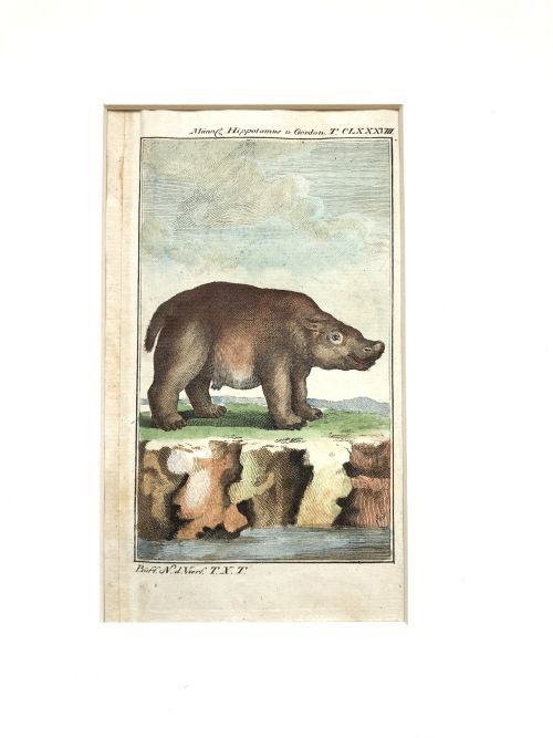 A PAIR OF RARE 18TH CENTURY ENGRAVINGS OF HIPPO BY BUFFON - ADDITIONAL PHOTO 3