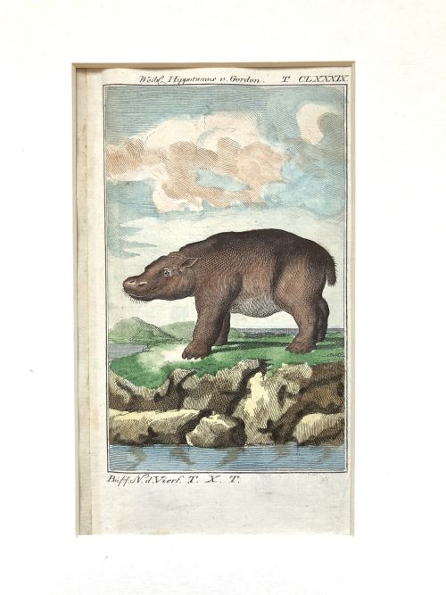 A PAIR OF RARE 18TH CENTURY ENGRAVINGS OF HIPPO BY BUFFON - ADDITIONAL PHOTO 4