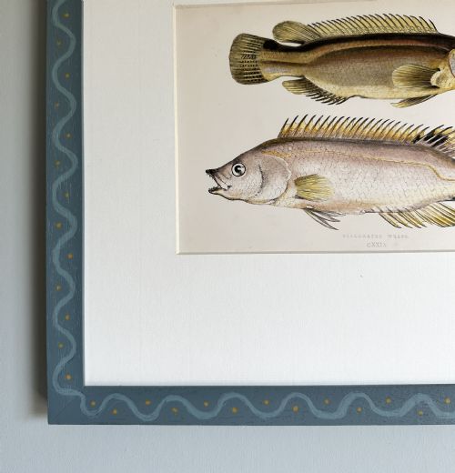 fig 1. A framed 19th-century scientific engraving depicting two fish on a cream mount within a blue painted frame with wave patterns.
